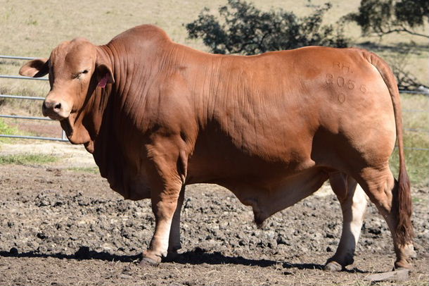 Bryvonlea Valiant